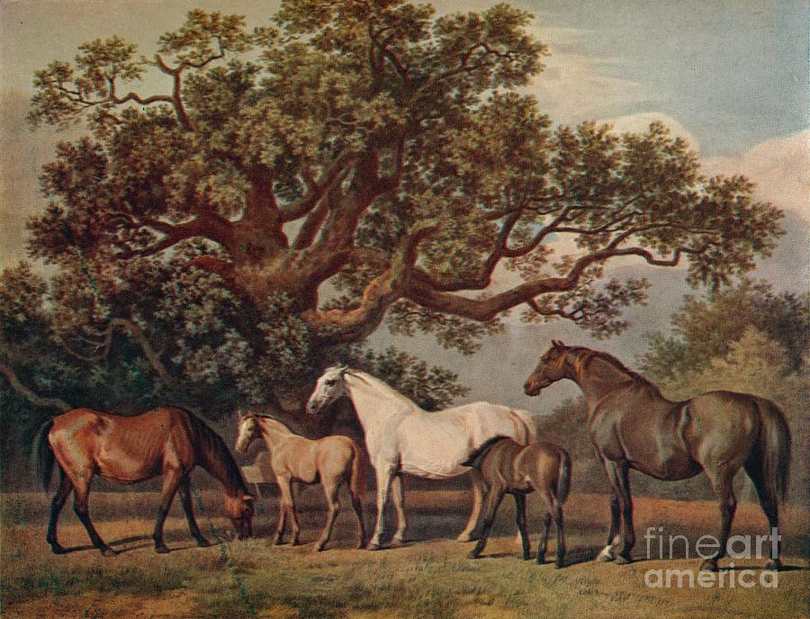 Brood Mares And Foals Drawing by Print Collector