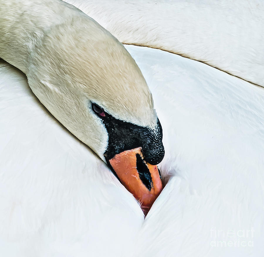 Brooding swan with the beak tucked in her feathers. A painterly almost abstract image. Photograph by Ulrich Wende