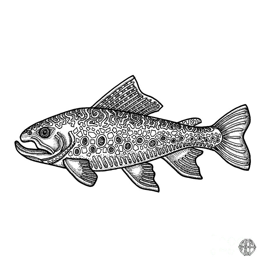 Brook Trout Drawing by Amy E Fraser