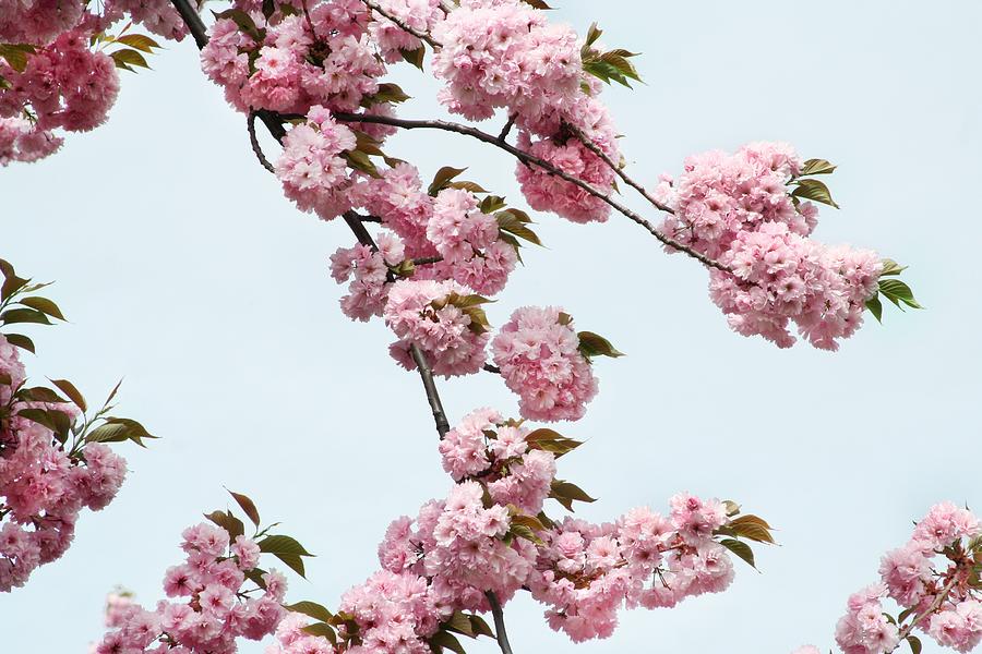 Nature Photograph - Brooklyn Spring Cherry Blossoms by Linus Gelber / Alert The Medium
