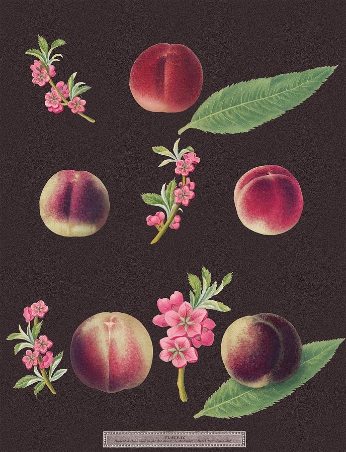 Peach Painting - Brookshaw Peaches by George Brookshaw
