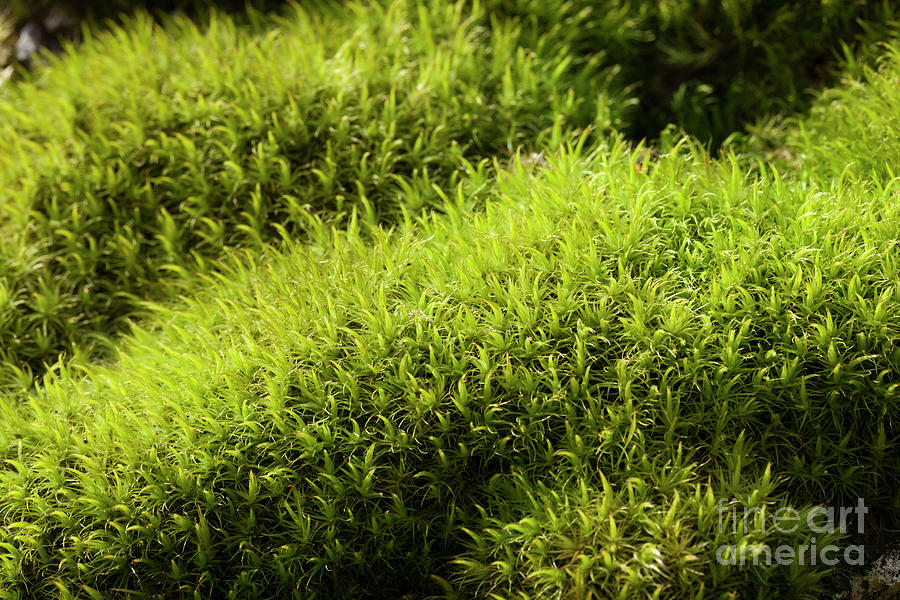 Broom Fork-moss Photograph by Pascal Goetgheluck/science Photo Library