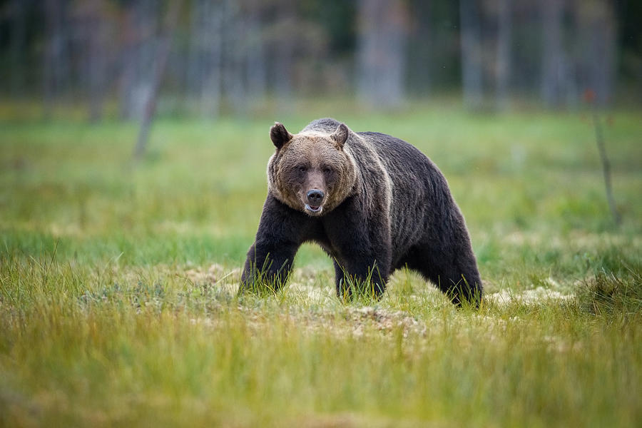 Amazing Photograph - Broown Bear, Ursus Arctos by Petr Simon