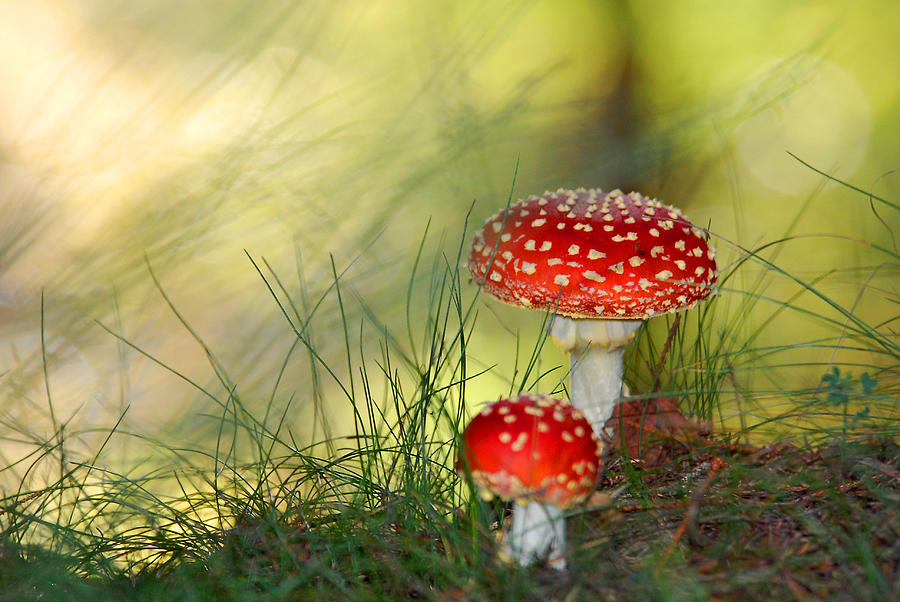 Brother And Sister Mushrooms Photograph by Philippe Sainte-laudy Photography