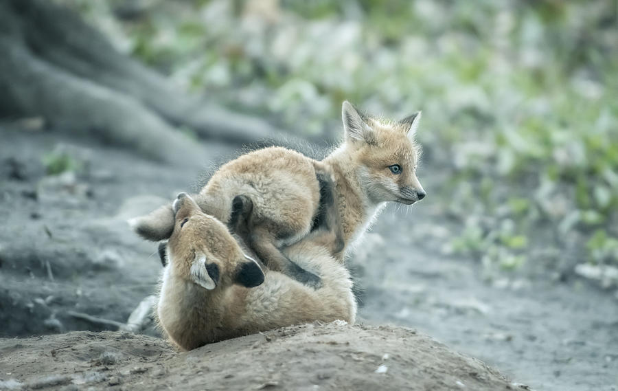 Brotherhood Photograph by Larry Deng