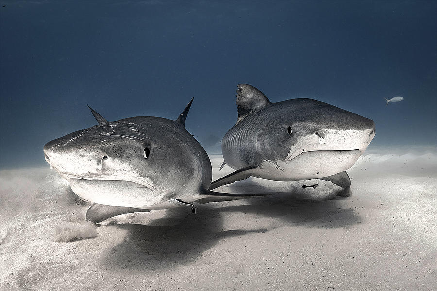 Brotherhood   (tiger Sharks In Wild Ocean ) Photograph by Jennifer Lu