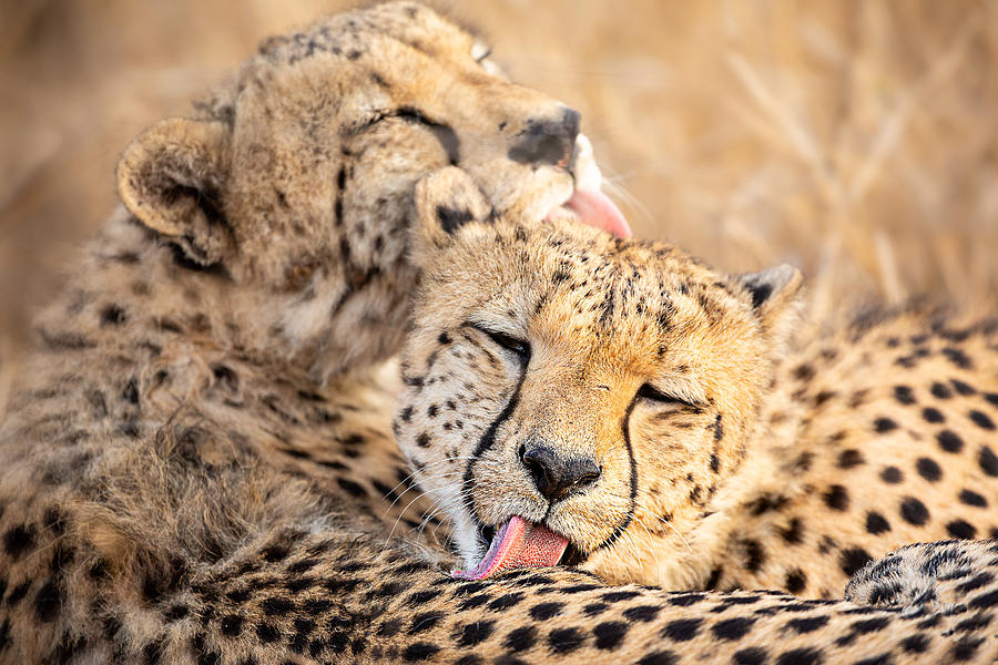 Animal Photograph - Brothers by Amnon Eichelberg