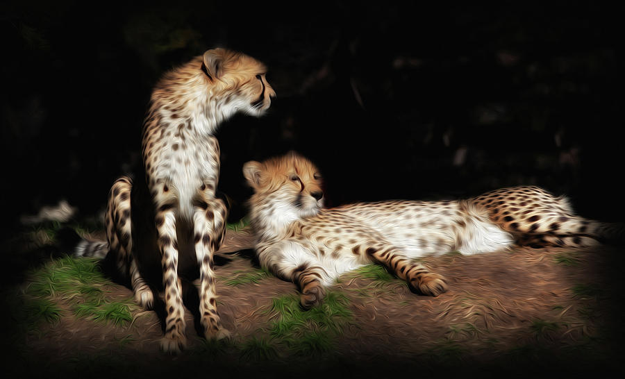 Wildlife Photograph - Brothers by Barry Styles