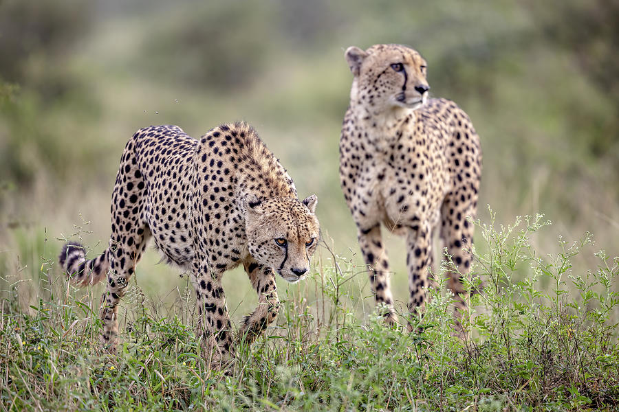 Brothers In Hunt Photograph by Alessandro Catta