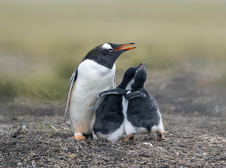 Penguin Photograph - Brothers by Jack Jia
