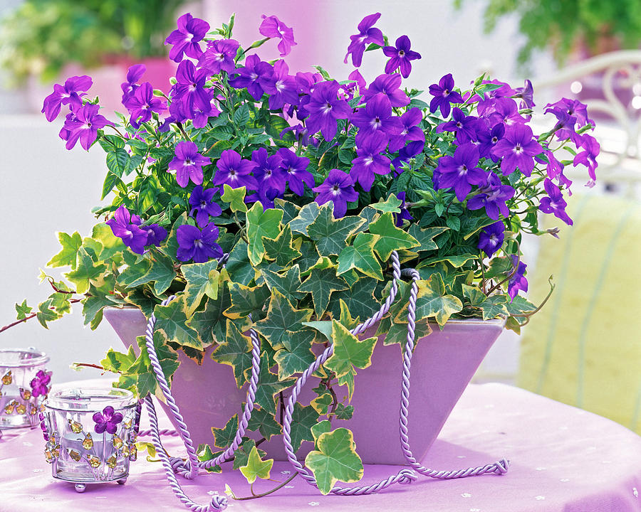 Browallia Speciosa, Hedera Helix In Purple Planter On Table Photograph 