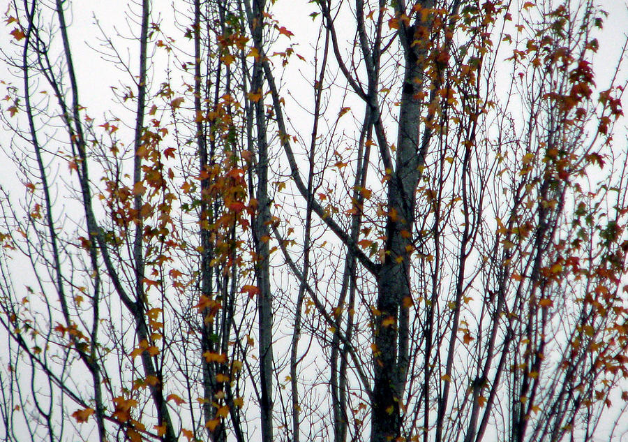 Brown and Black Tree Abstract 3 Photograph by Jaeda DeWalt