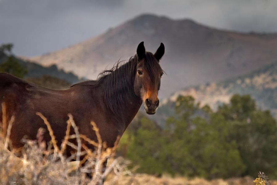 Brown and proud wild Mustang stallion Photograph by Waterdancer