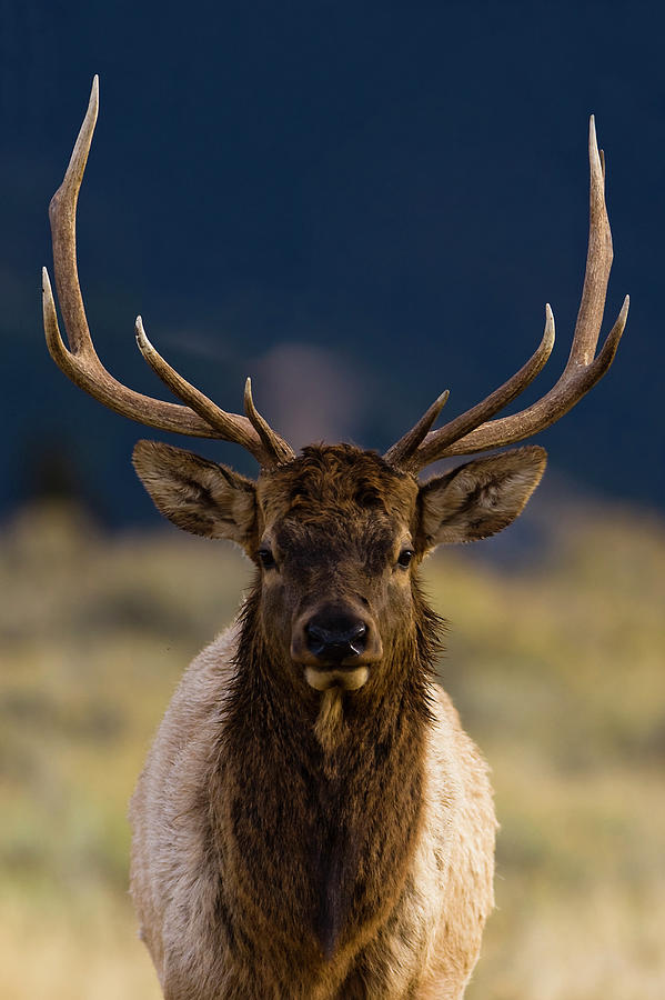 Brown And White Bull Elk Against A Photograph by Visualcommunications