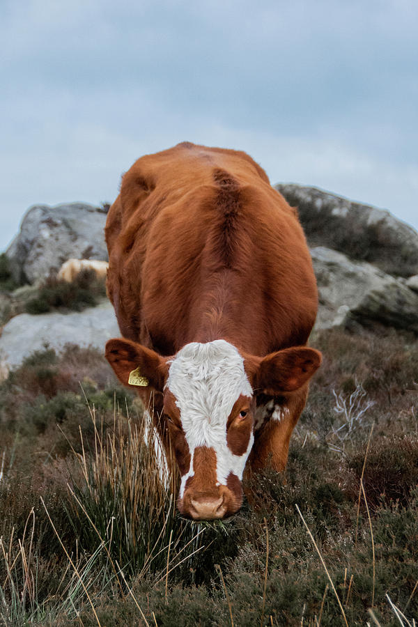 Brown and white cow at Baslow Edge Photograph by Scott Lyons