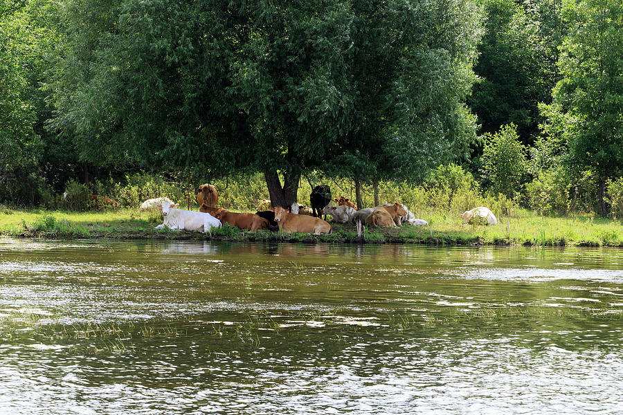 Brown and white cows rest in the shade beside the Rideau Canal Photograph by Louise Heusinkveld