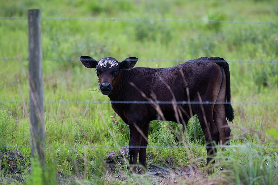 Brown and White Faced Calf Photograph by T Lynn Dodsworth