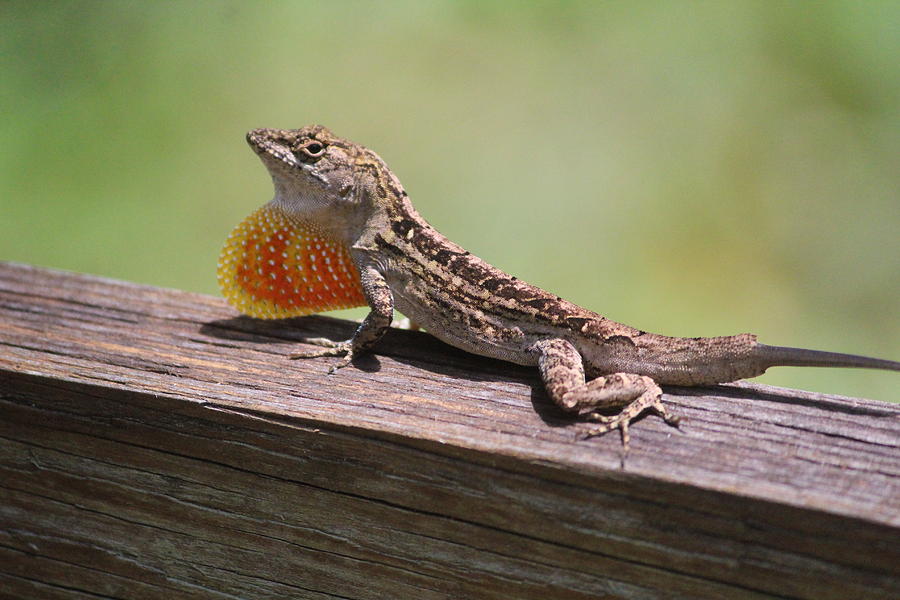 Brown Anole Photograph by Callen Harty