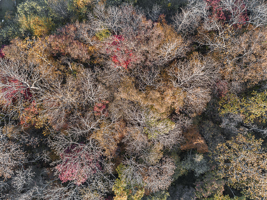 Forest Photograph - Brown Autumn Forest. by Mariia Kalinichenko Forest Photograph - Brown Autumn Forest. by Mariia Kalinichenko