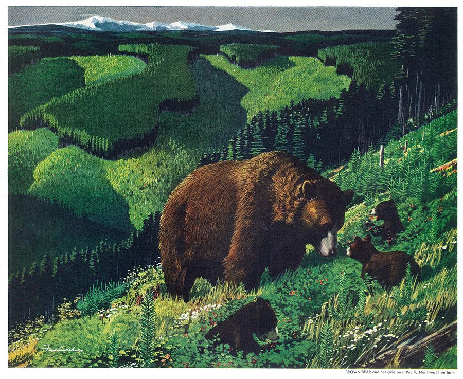 Brown Bear And Cubs Drawing by Fred Ludekens