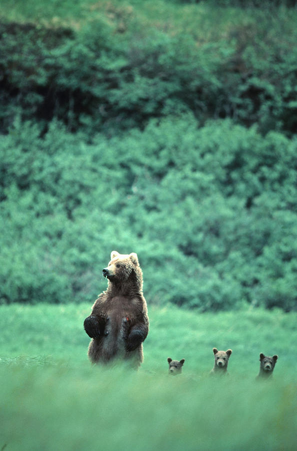 Brown Bear And Cubs, Mikfik Creek Photograph by Mark Newman