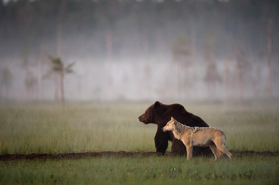 Brown Bear And Grey Wolf Together In Wetlands, Kuhmo Photograph by Lassi Rautiainen / Naturepl.com Brown Bear And Grey Wolf Together In Wetlands, Kuhmo Photograph by Lassi Rautiainen / Naturepl.com