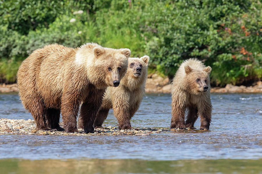 Brown Bear and Her Cubs Photograph by Tony Hake