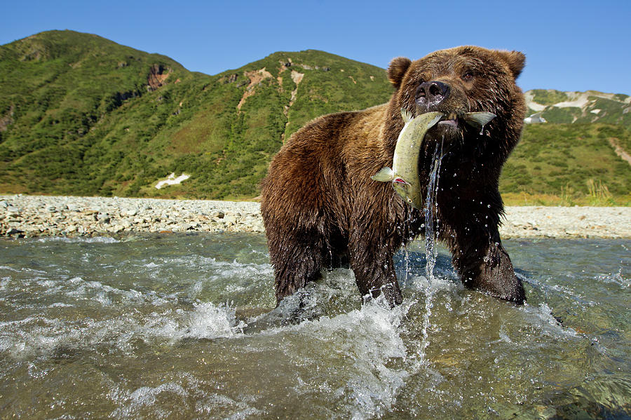 Brown Bear And Salmon, Alaska Photograph by Paul Souders