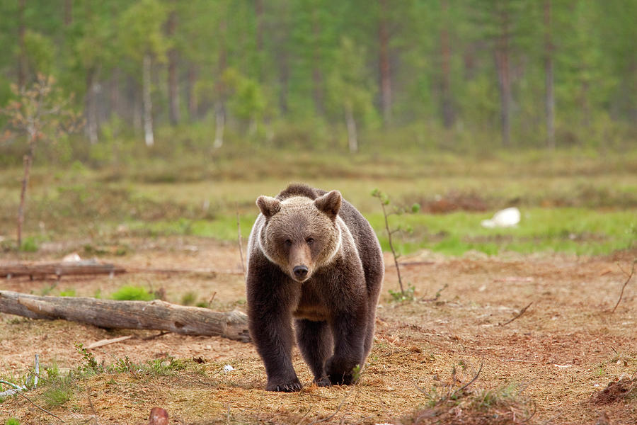 Brown Bear by Anzeletti