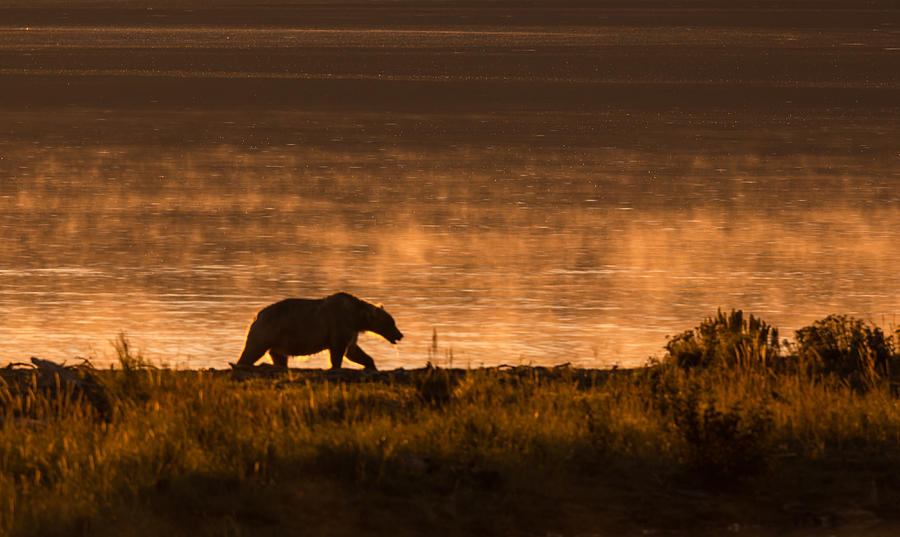 Brown Bear At The Lakeside Photograph by Joy Pingwei Pan