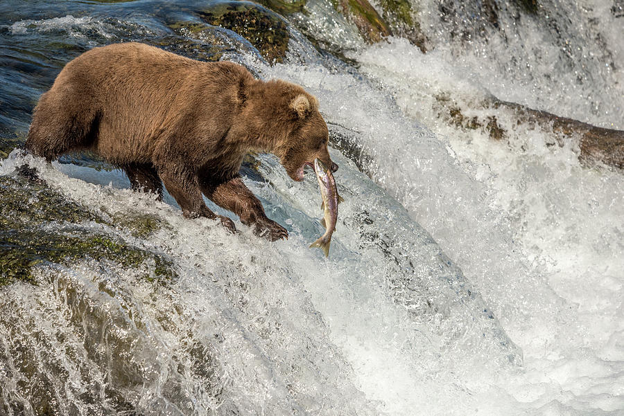 Katmai National Park Photograph - Brown Bear Catches Salmon At Waterfall, Katmai National Park, Alaska by Cavan Images