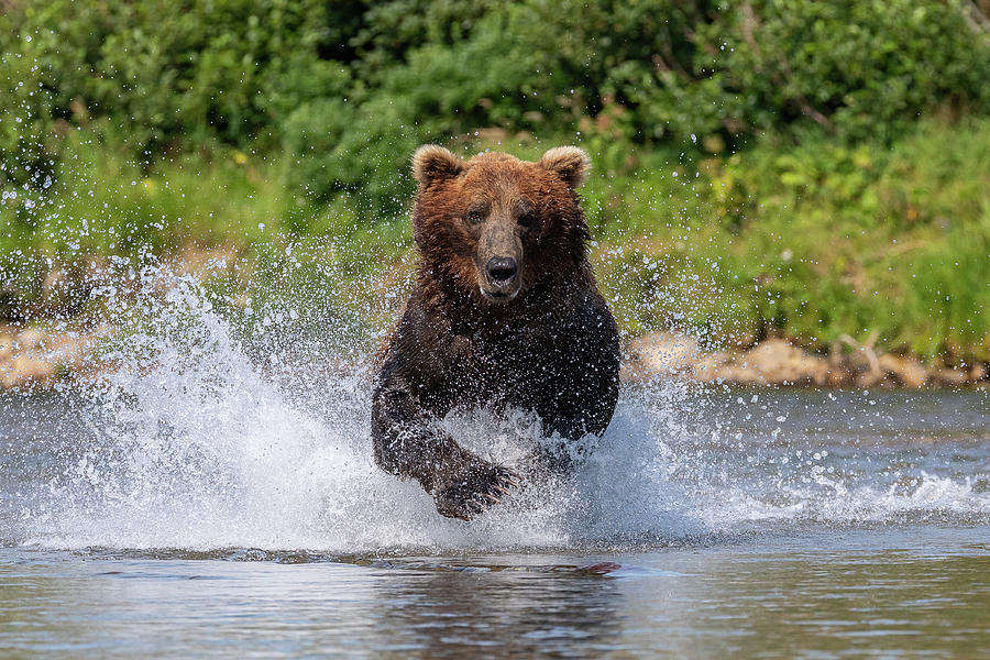 Brown Bear Charges Head On Photograph by Tony Hake