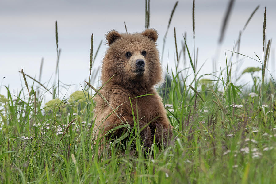 Brown Bear Cub in a Meadow Photograph by Mark Hunter