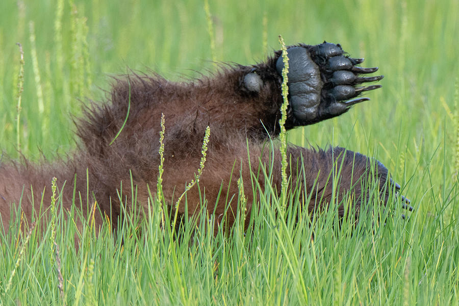 Brown Bear Cub Paw Photograph by Mark Hunter