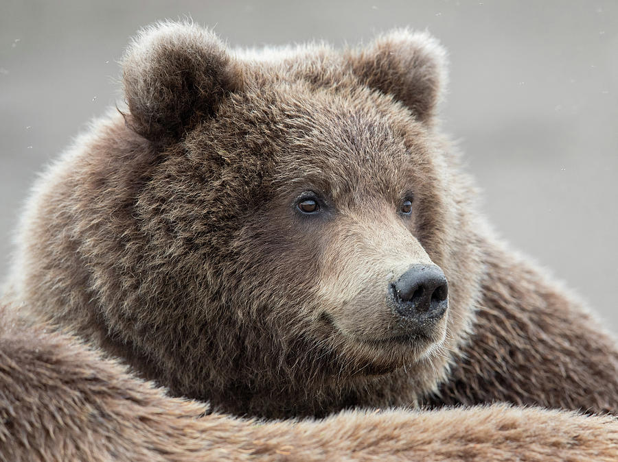 Brown Bear Cub Portrait Photograph by Max Waugh