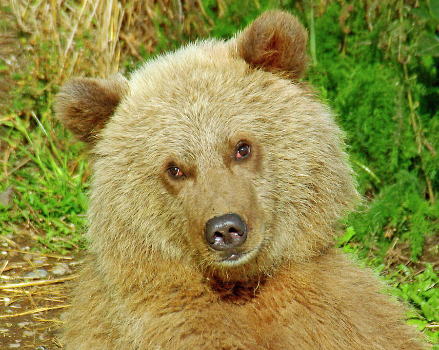 Katmai Cubs Yellow T-Shirt