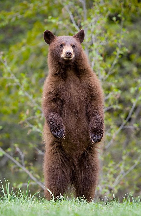 Brown Bear Cub Standing On Hind Legs Photograph by Birdimages