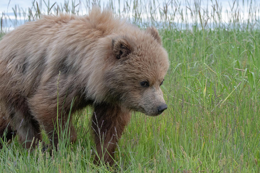 Brown Bear Cub Walking By Photograph by Mark Hunter
