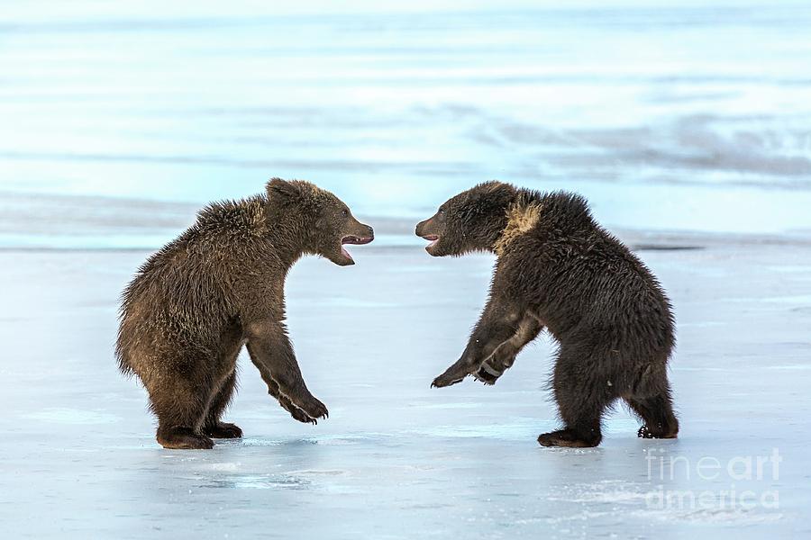 Brown Bear Cubs Play-fighting On Ice Photograph by Arcady Zakharov/science Photo Library