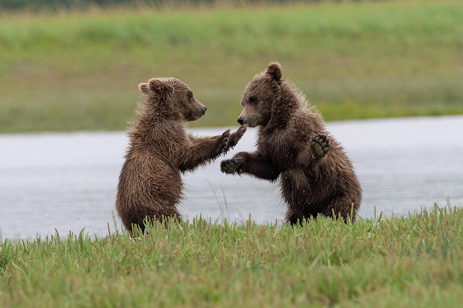 Brown Bear Cubs Playing Photograph by Mark Hunter Fine Art America