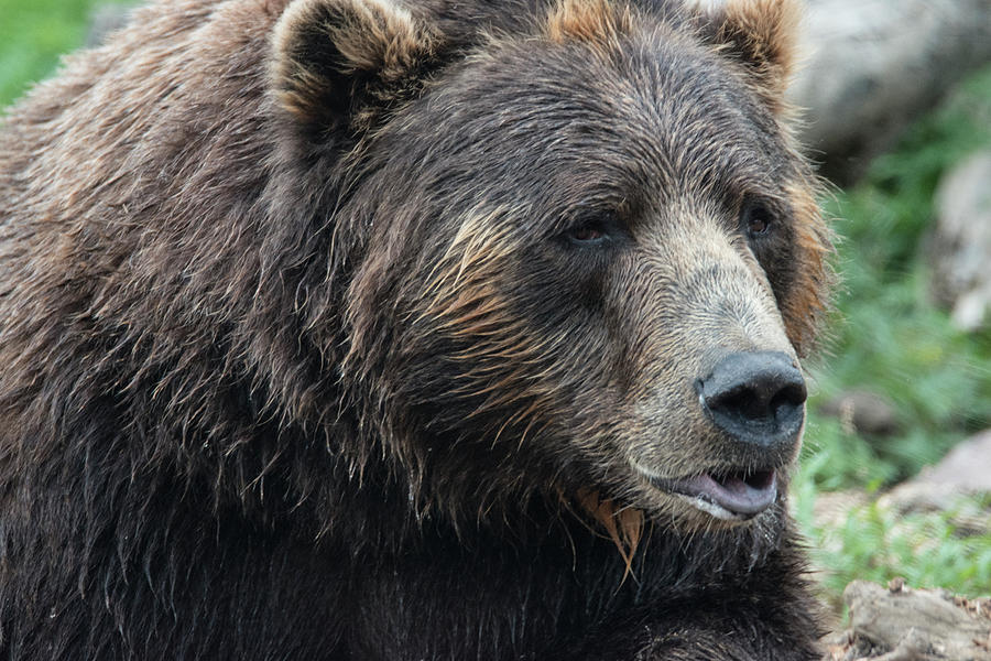 Bear Photograph - Brown Bear Cz 17 3 by Robert Michaud