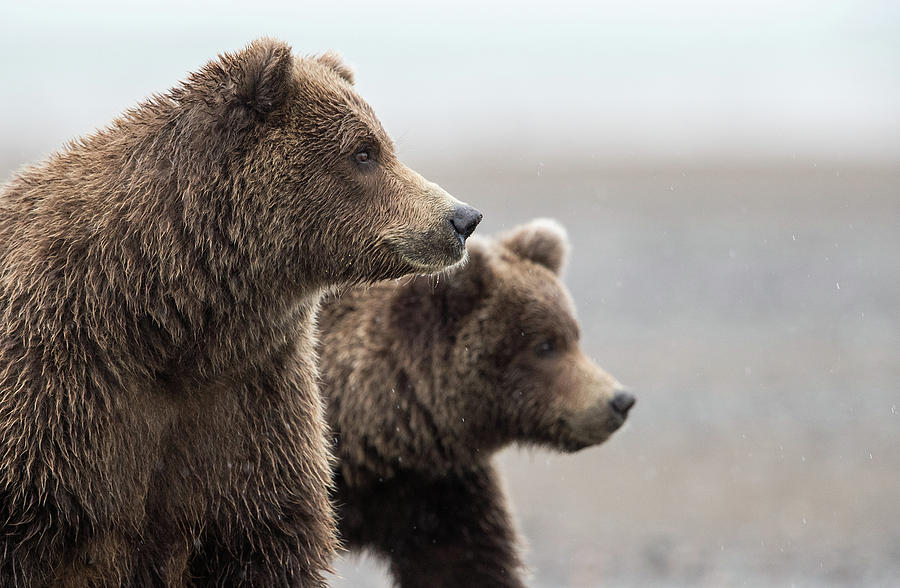 Brown Bear Family Photograph by Max Waugh
