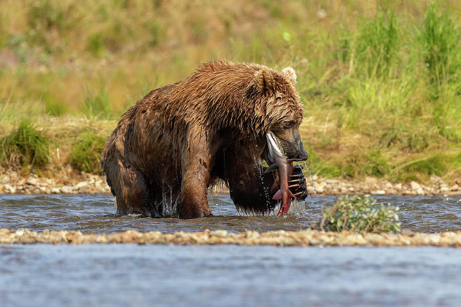 Brown Bear Gets a Grip on a Salmon Photograph by Tony Hake