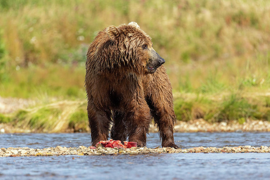 Brown Bear Guards Its Meal Photograph by Tony Hake