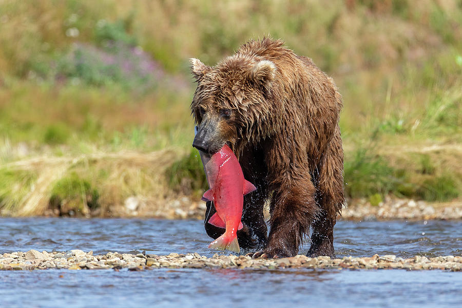 Brown Bear Holds Its Meal Photograph by Tony Hake