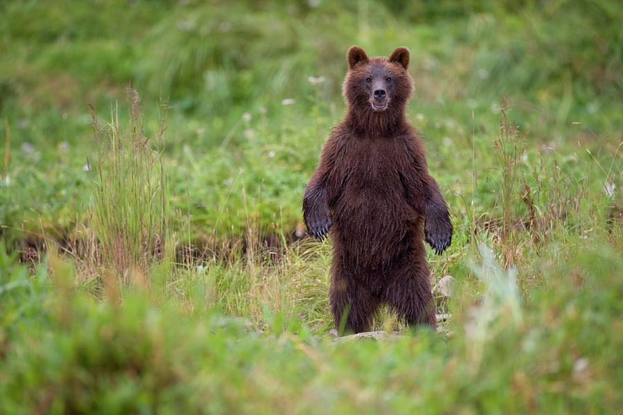 Brown Bear In Coastal Meadow, Pybus Photograph by Paul Souders