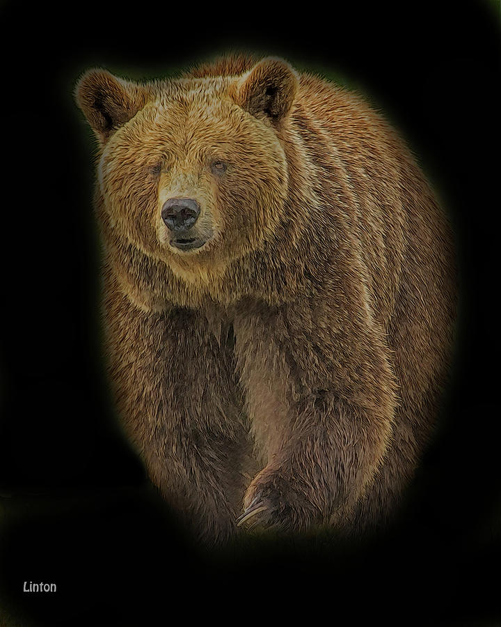 Brown Bear In Darkness Digital Art by Larry Linton