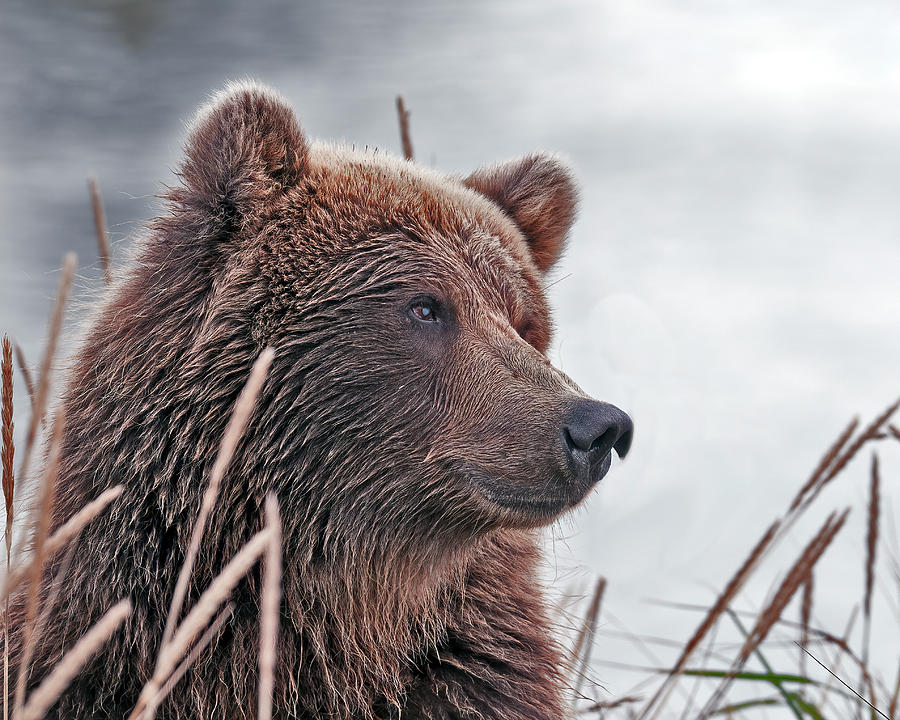 Brown Bear in Deep Thought Photograph by Gary Langley