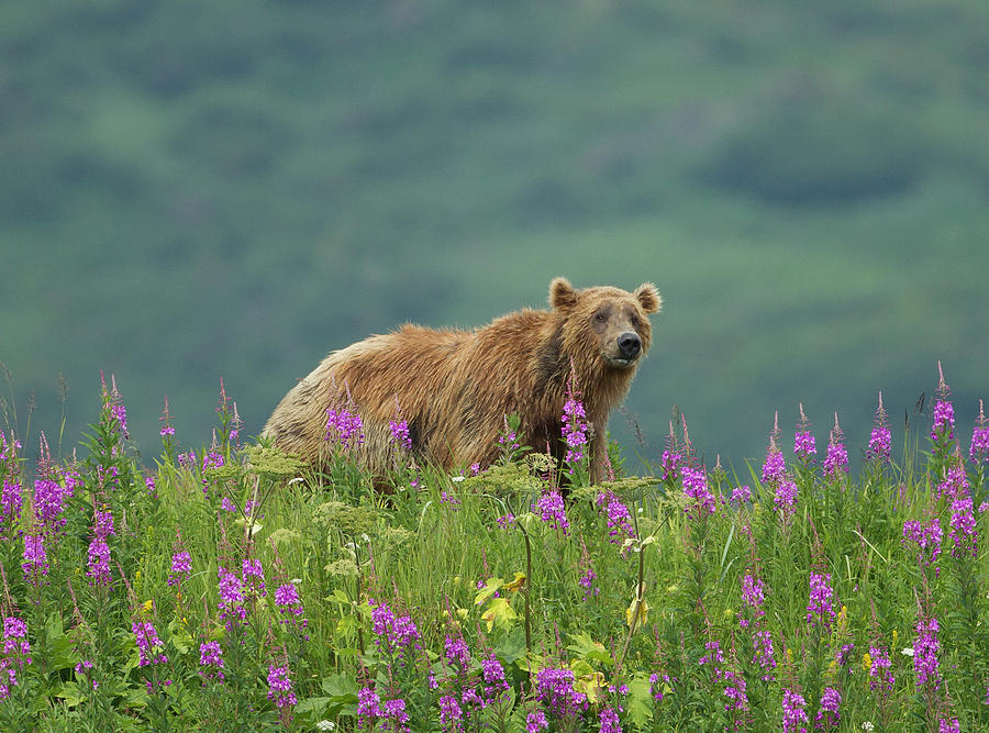 Brown Bear In Purple Flowers Photograph by Richard Mcmanus