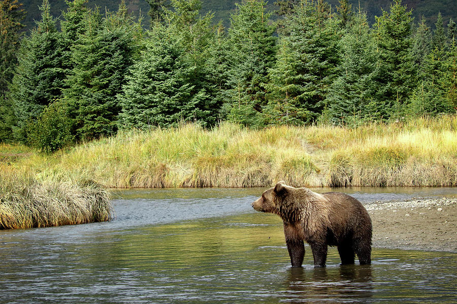 Brown Bear in the Stream Photograph by Coby Cooper